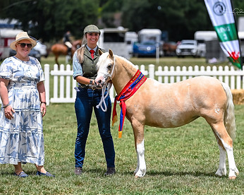 Jarickni Mayfair - VAWS 2023 - Best Welsh Mountain Pony Youngstock