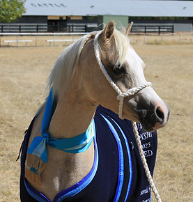 Bellingara Tinsel Town at DEVA Championship Show 2025