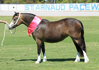 Jarickni Fleur as a 2yo at St. Arnaud Ag Show 2023