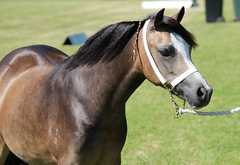 Jarickni Fleur - Yearling Welsh Mountain Pony Filly