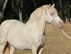 Nattai River Moonbeam