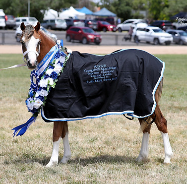 Jarickni Delta - Welsh Mountain Pony Filly