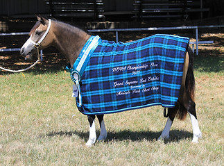 Jarickni Fleur - Yearling Welsh Mountain Pony Filly