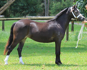 Jarickni Chanelle pictured as a Yearling - Berwick, Victoria - 2024