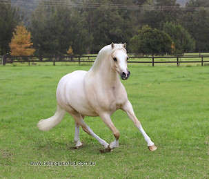 Bellingara Tinsel Town