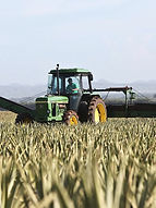 green tractor driving through a field with a bright blue sky behind it