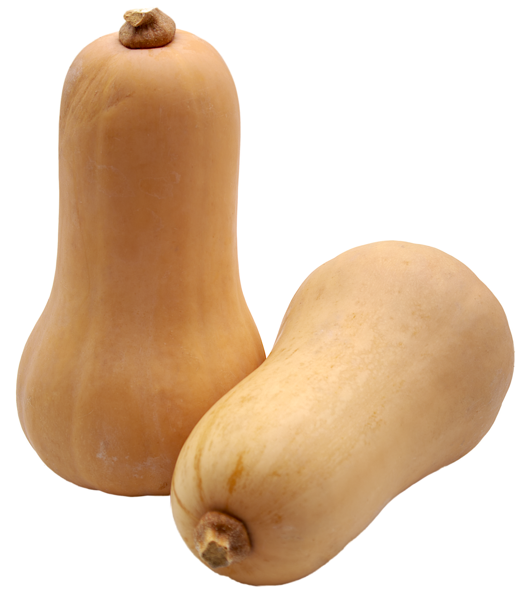 Butternut (à l'unité)