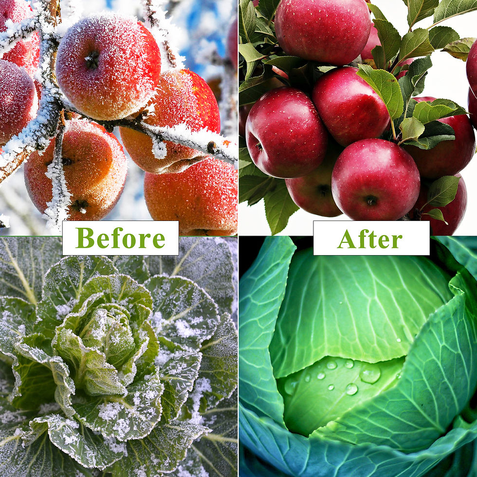 縮圖：WYRJXYB Plant Covers Freeze Protection Kit 10 x 30 Ft with 6Pcs Wide Garden Hoop