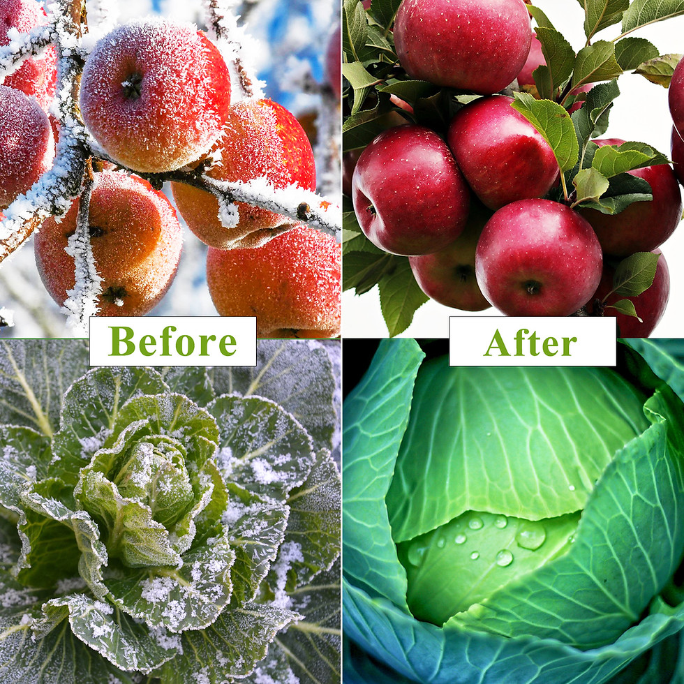 縮圖：Plant Covers Freeze Protection kit, Garden Fabric 10 x 30 Ft Frost Cloth Blanket