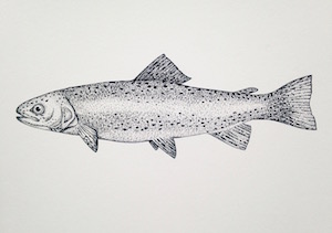 Steelhead Press