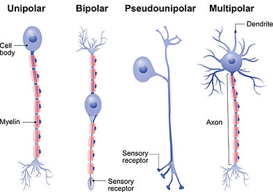 parts-of-neurons