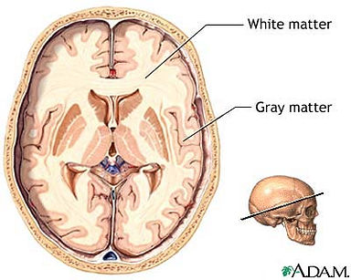 gray & white matter