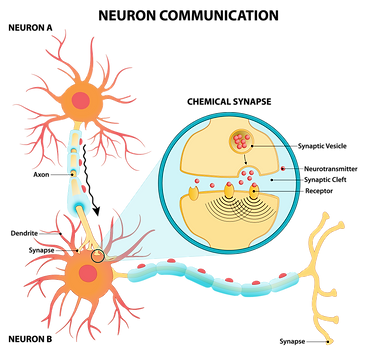 neurotransmission