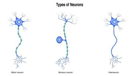 neuron types