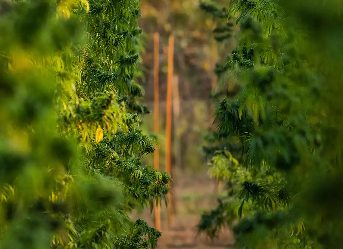 Hemp Farm Total Hemp Co.