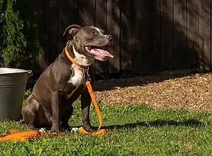 Keeping your staffy healthy.webp