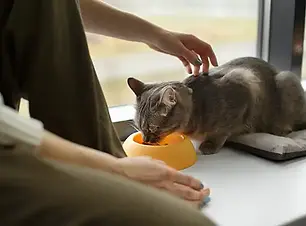 Keeping your cat healthy.webp