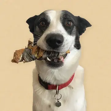 Astro with fish twister.webp