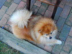 Shea Dog