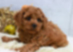 f1b cavapoo puppy for sale