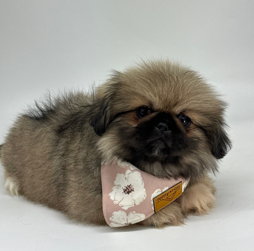 Puppies For Sale Peek A Poo Puppies Pekingese Peekapoo Puppies For