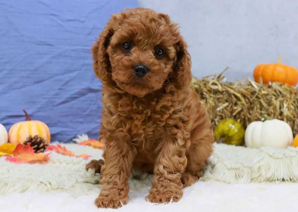 f1b cavapoo puppy