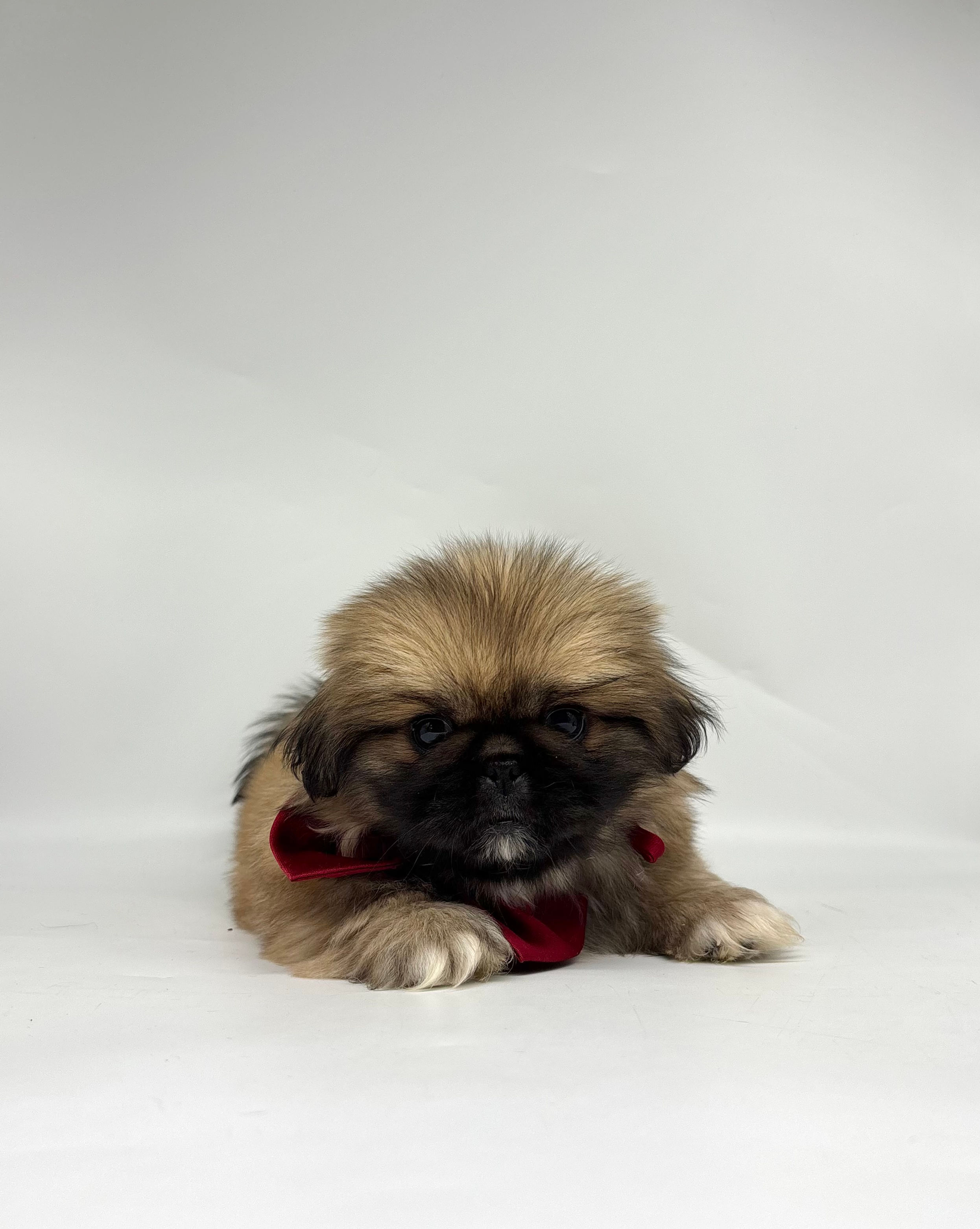 Joy | Pekingese | Adopted