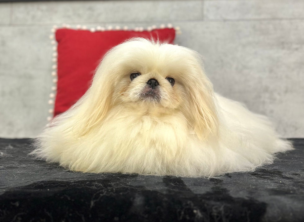 Thumbnail: Coby | Pekingese