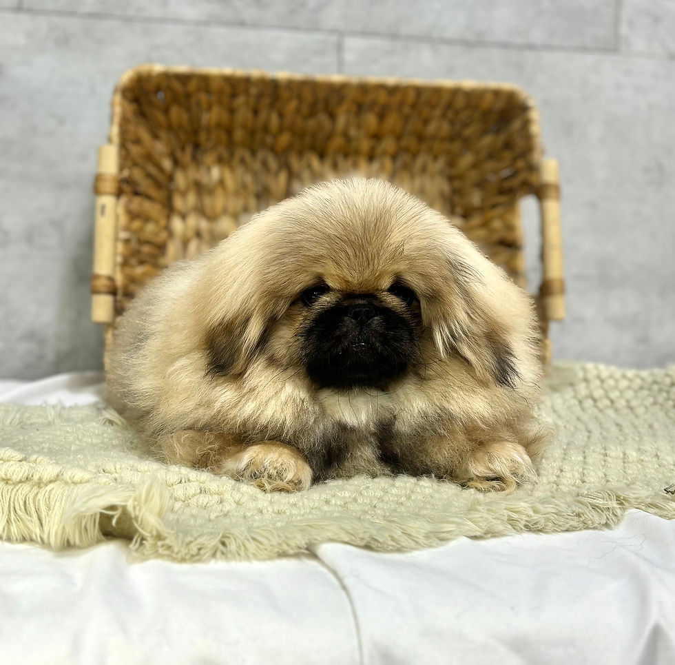 Thumbnail: Zack | Pekingese | ADOPTED