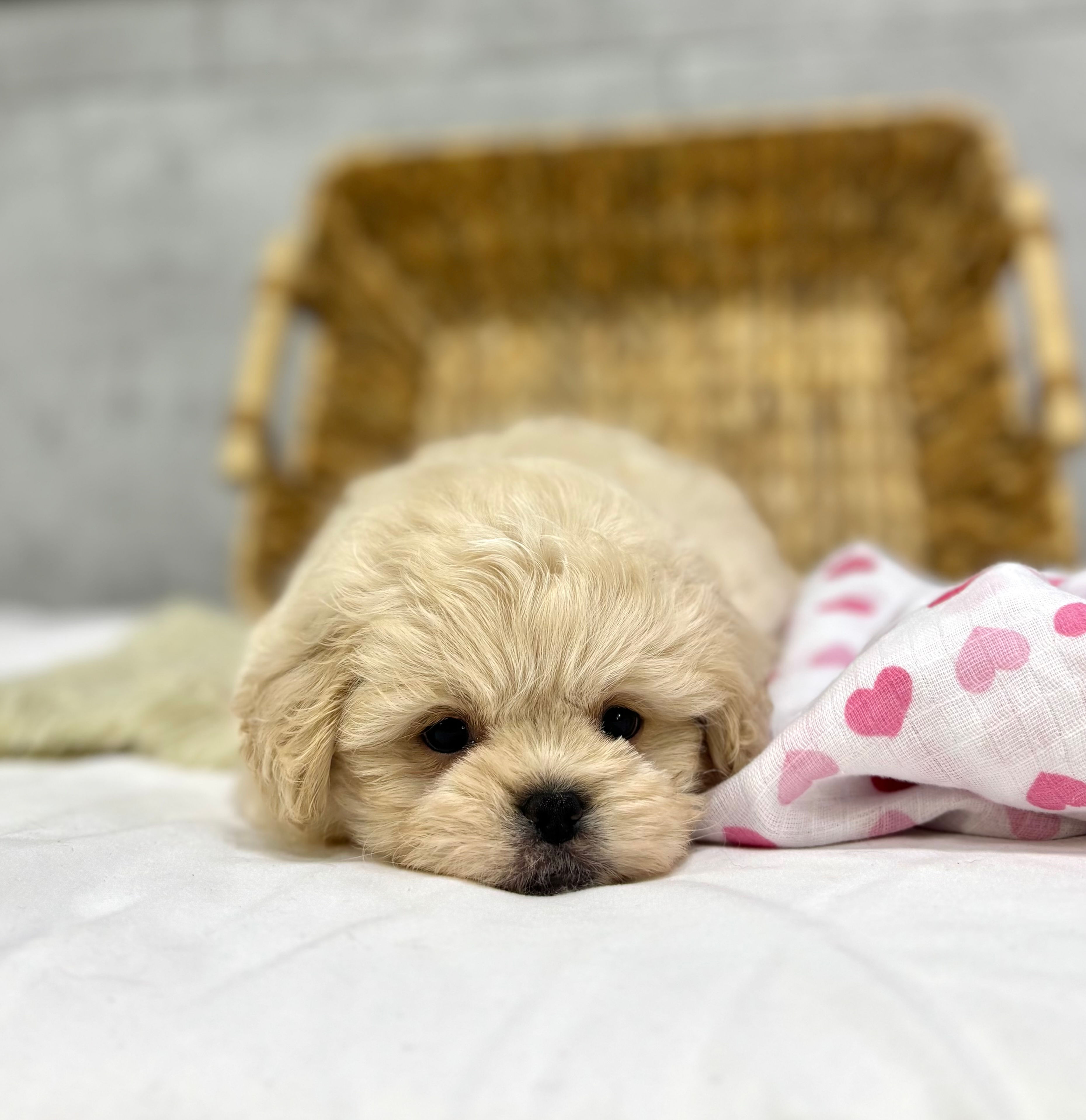 Coco | Pekapoo | ADOPTED