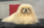 Thumbnail: Conrad | Pekingese