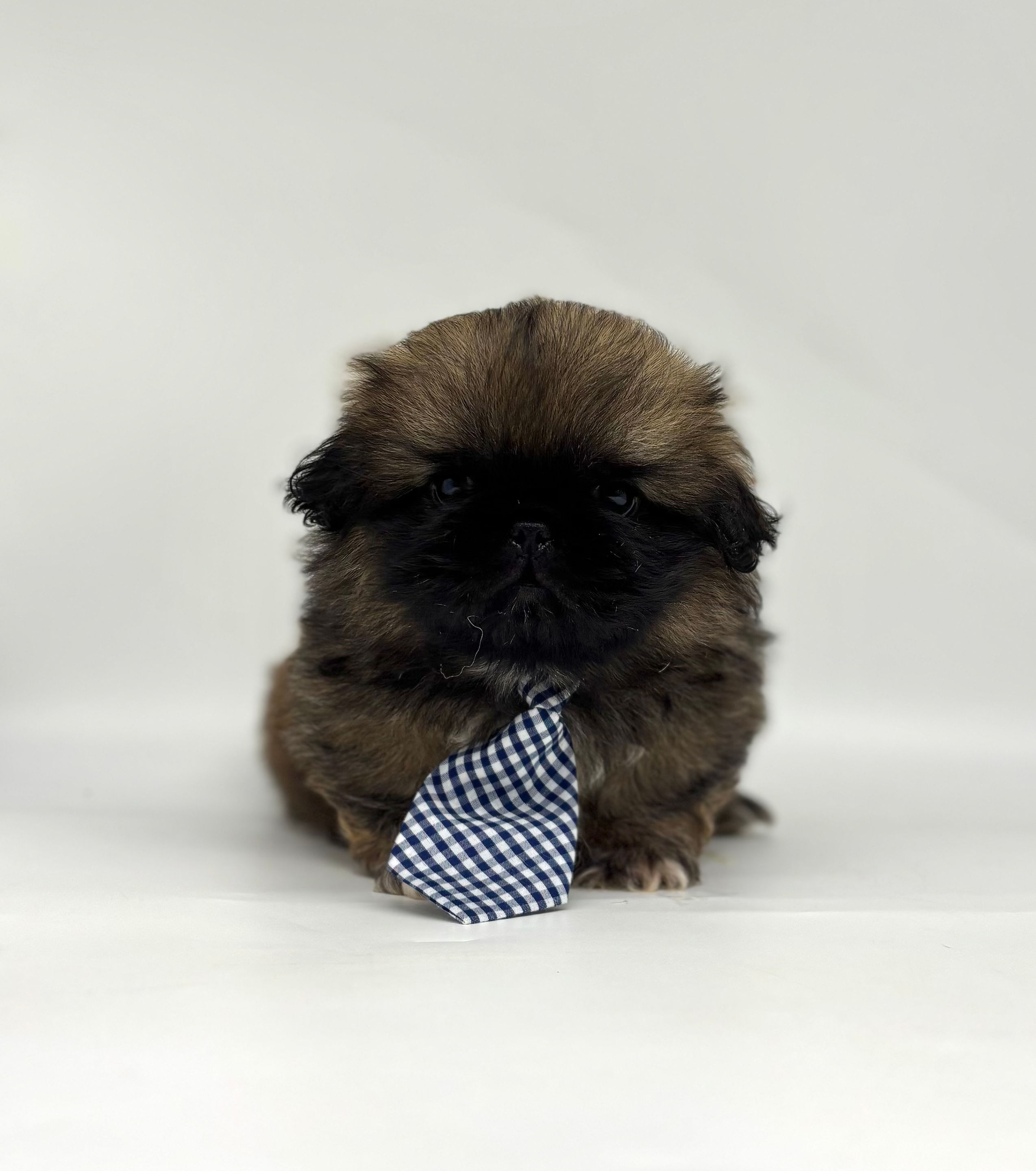 Forest | Pekingese