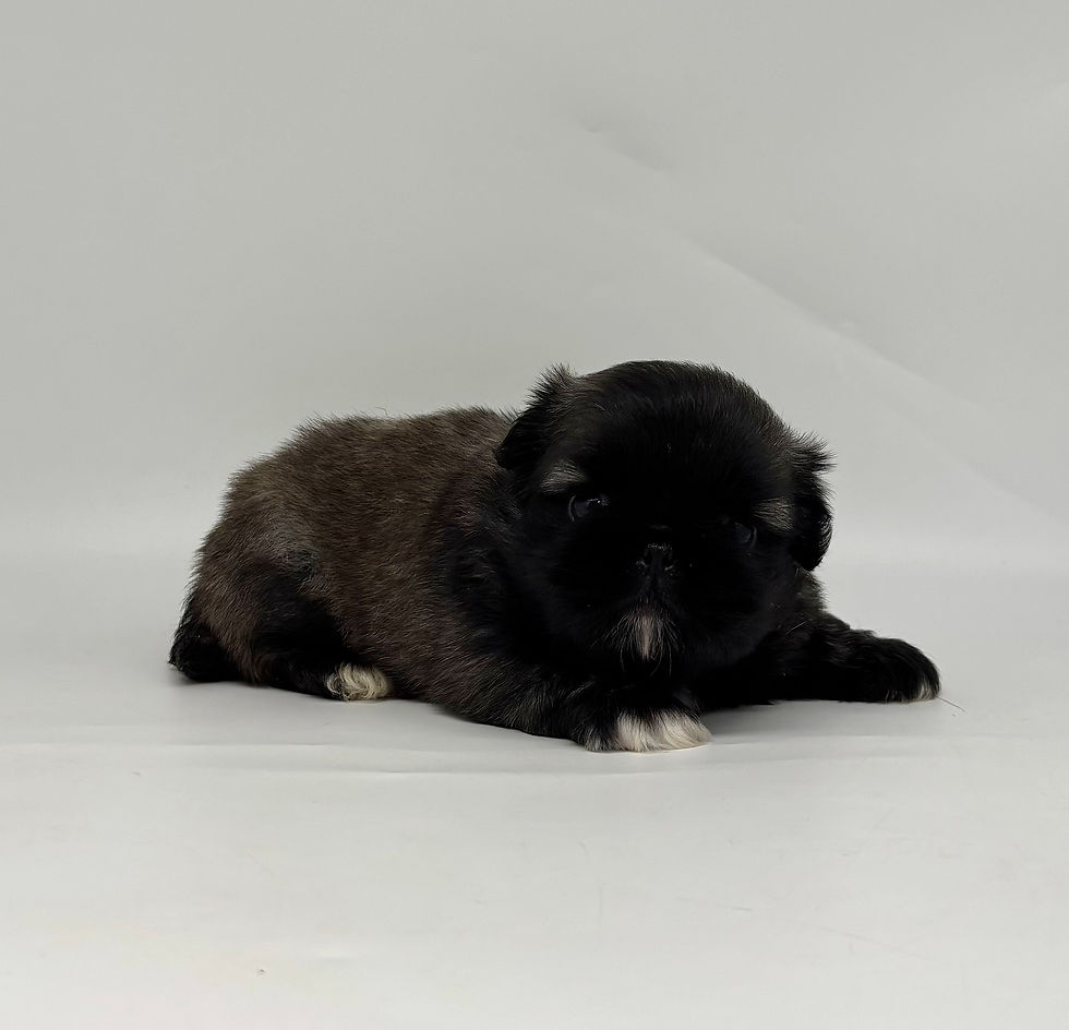 Thumbnail: Augie | Pekingese | Adopted