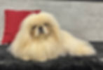 Thumbnail: Conrad | Pekingese
