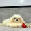 Thumbnail: Coby | Pekingese