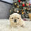 Thumbnail: Cupid | Pekingese | ADOPTED