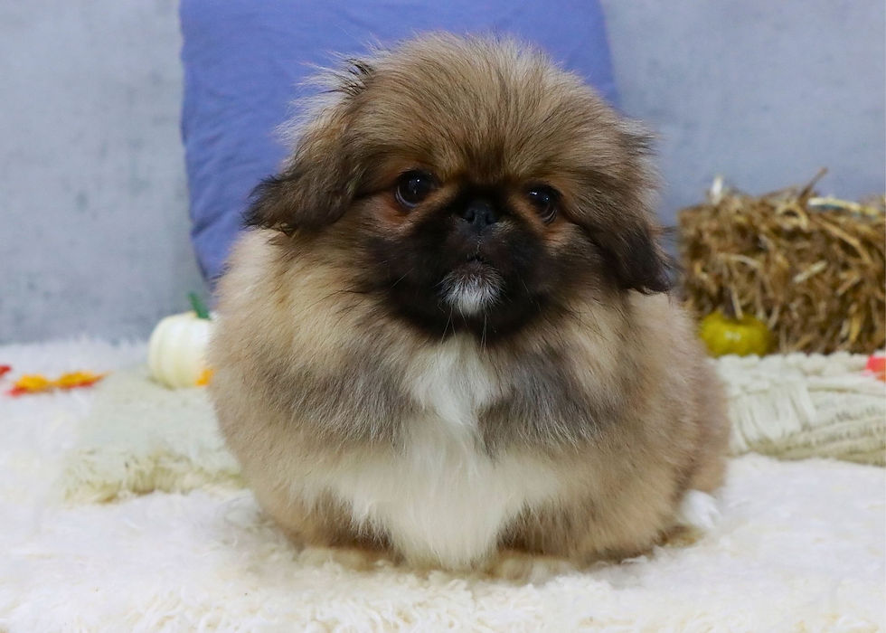 pekingese puppy for sale