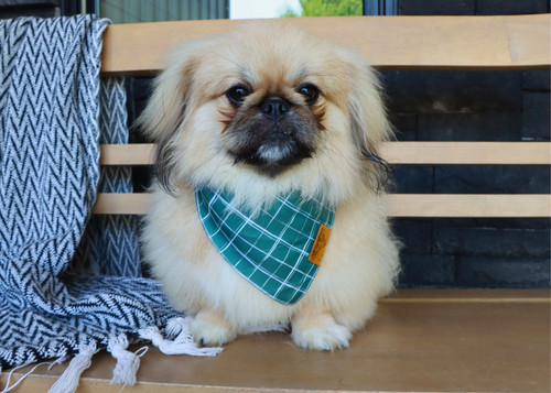 Pekingese Mix Pekingese Puppies For Sale Near Me Tzu Dog Pekingese