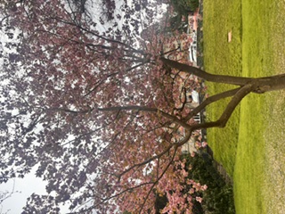 Tree with pink and organge leaves in a garden