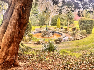 tree with a foundation and pond featured in a garden