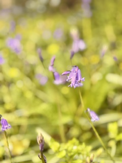 Focus on a purple flower with blurred grass in the background