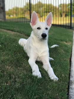 22459382_1490652487679394_24216978990505