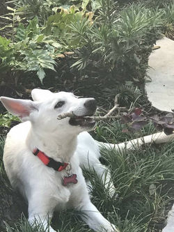 22894169_1505546939523282_51118640394209