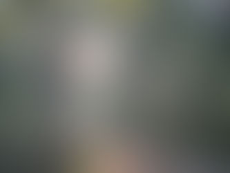 Light through the trees