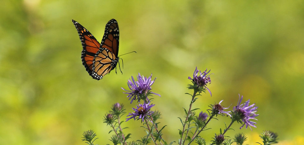 Goleta Butterfly Preserve