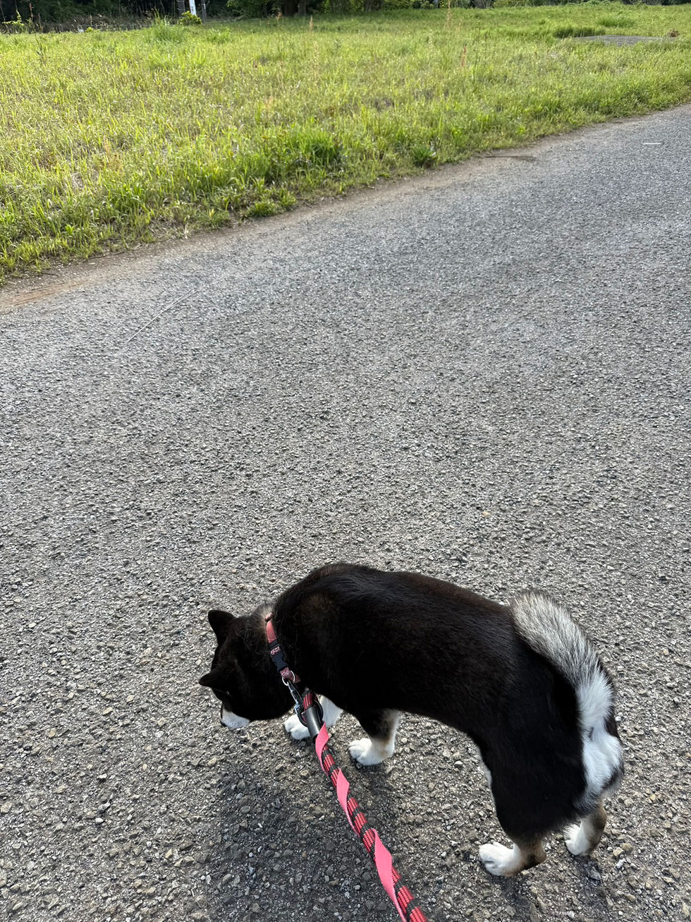 ランちゃんおはよう🌞