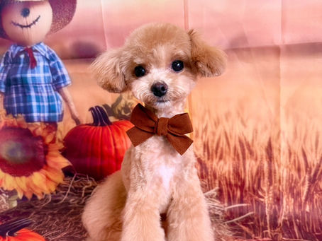 9/5ご来店のお客様✂