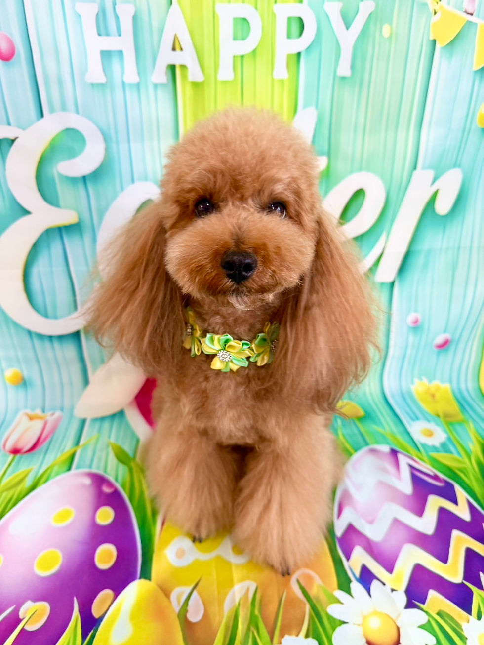 4/21ご来店のお客様✂