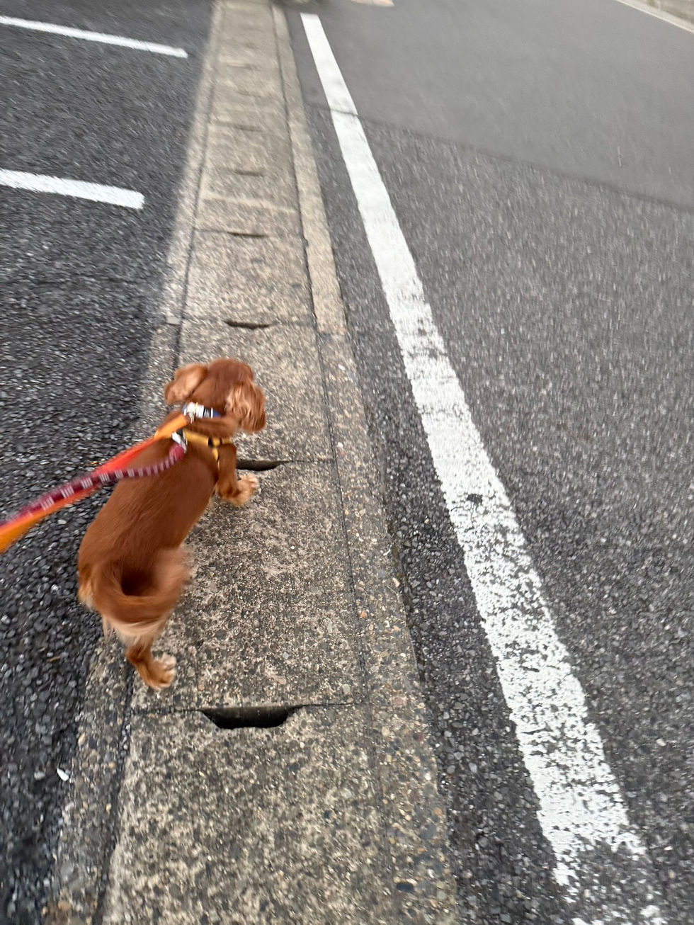 夕方のお散歩🐶💓👧