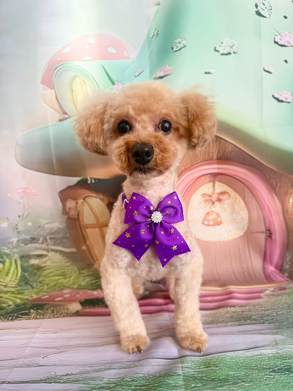 11/22ご来店のお客様✂